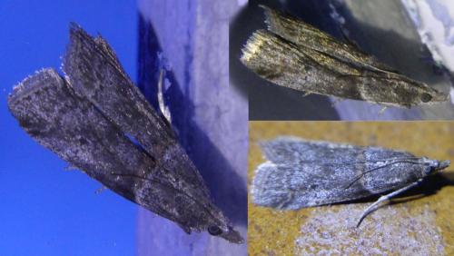 Réf. 301 420 : Acrobasis obliqua